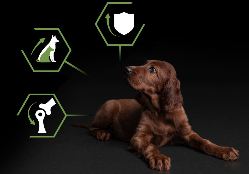 Karma dla psa PURINA Pro Plan Healthy Start Kurczak 12 kg dodatki analiza