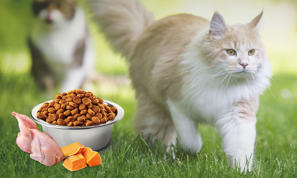 Karma dla kota FARMINA N&D Pumpkin Przepiórka z dynią i granatem 5 kg naturalne składniki wielkość krokietów