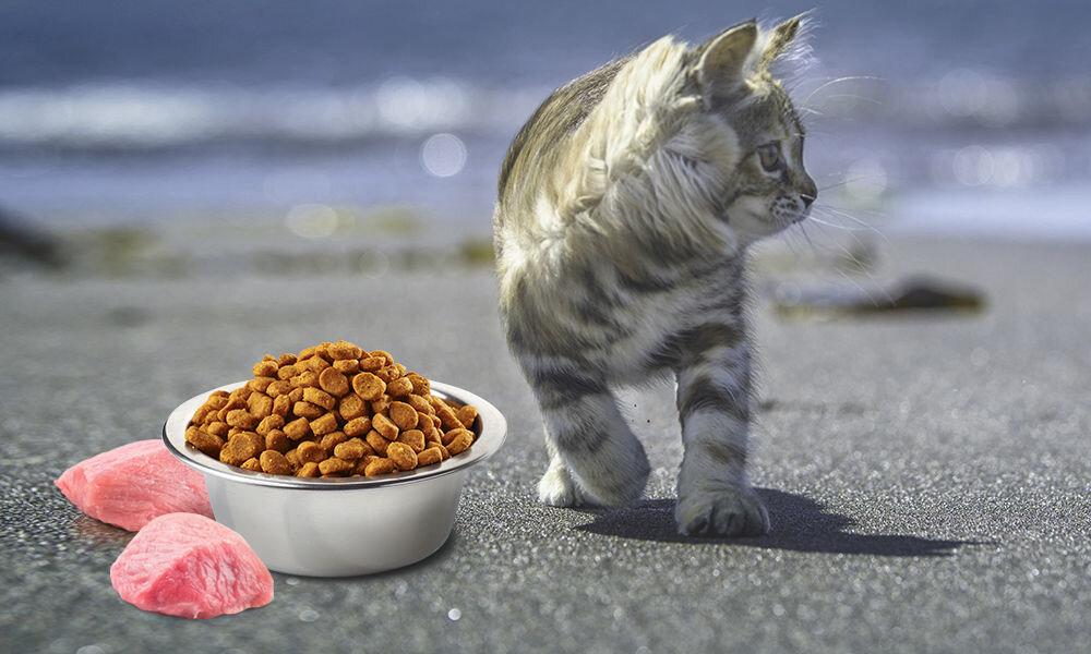 Karma dla kota FARMINA N&D Prime Cat Kurczak i owoc granatu Kitten 1,5 kg witaminy pierwiastki aminokwasy