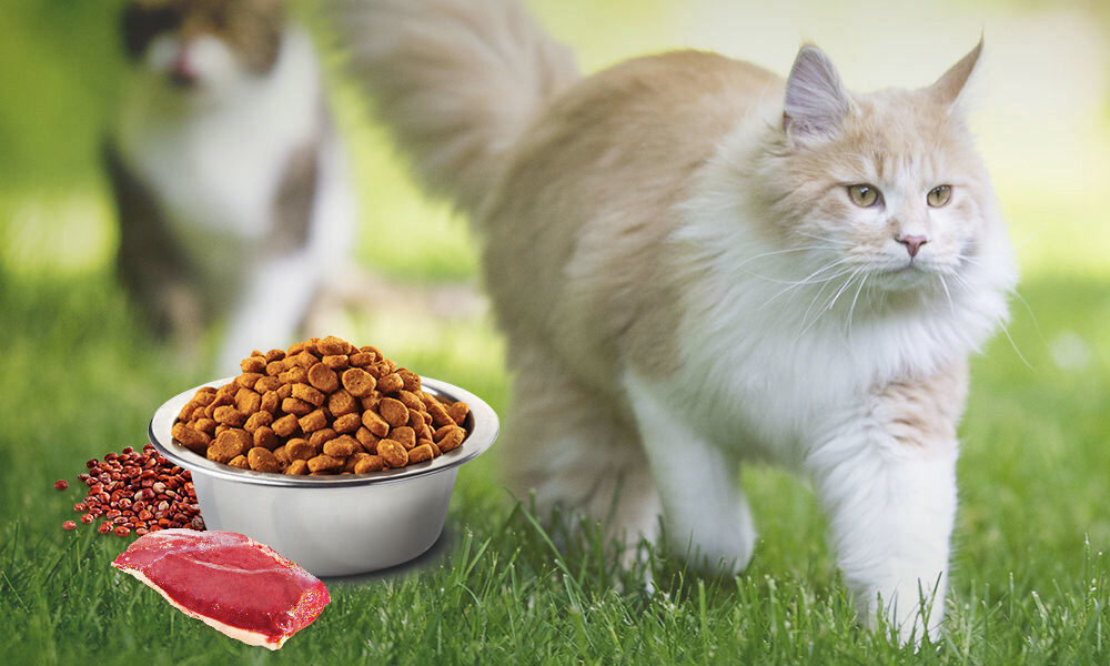 Karma dla kota FARMINA N&D Quinoa Urinary Kaczka żurawina i rumianek 1,5 kg naturalne składniki wielkość krokietów