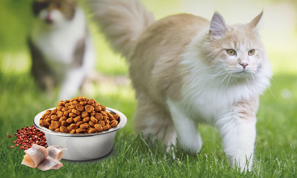 Karma dla kota FARMINA N&D Quinoa Skin & Coat Śledź z kokosem i kurkumą 1,5 kg naturalne składniki wielkość krokietów
