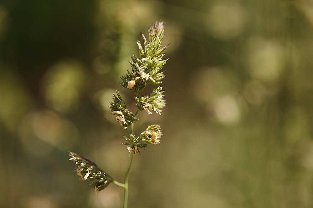 Obiektyw CANON RF 85mm f-2 Macro IS STM optyka soczewki af autofocus przysłona ogniskowa bagnet montaż