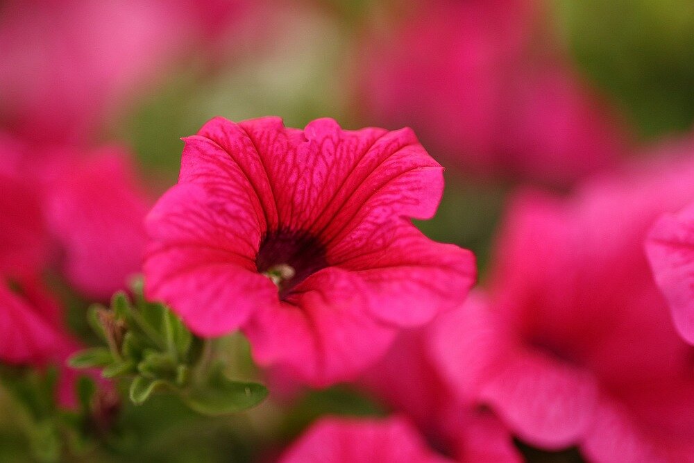 Obiektyw CANON RF 85mm f-2 Macro IS STM optyka soczewki af autofocus przysłona ogniskowa bagnet montaż