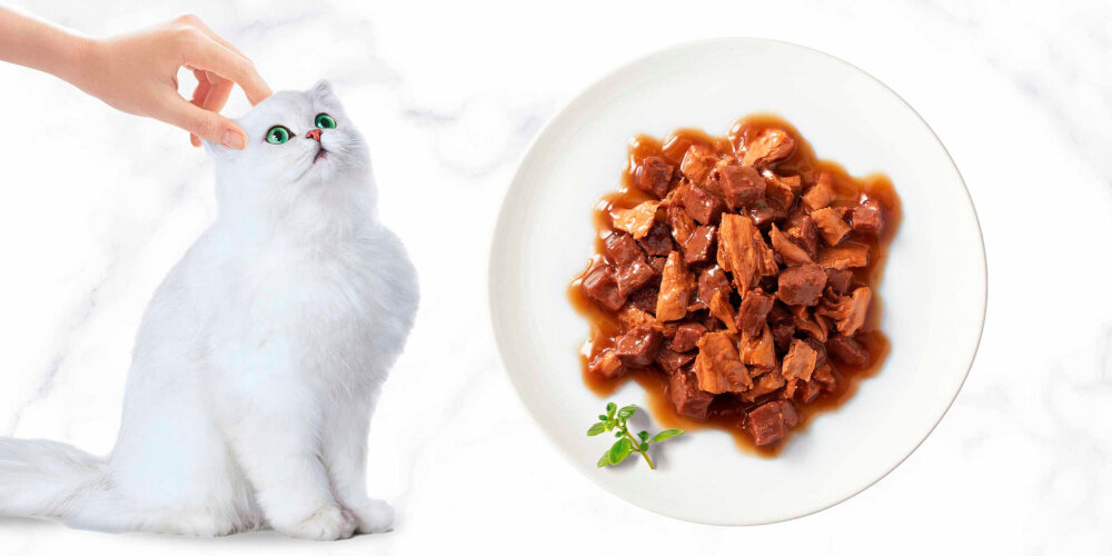 Karma dla kota GOURMET Casserole Kaczka z indykiem 85 g jasne tło biały kot miska z karmą nie zawiera dodatku barwników sztucznych aromatów sztucznych konserwantów poręczna puszka o masie 85 g jednorazowe opakowanie