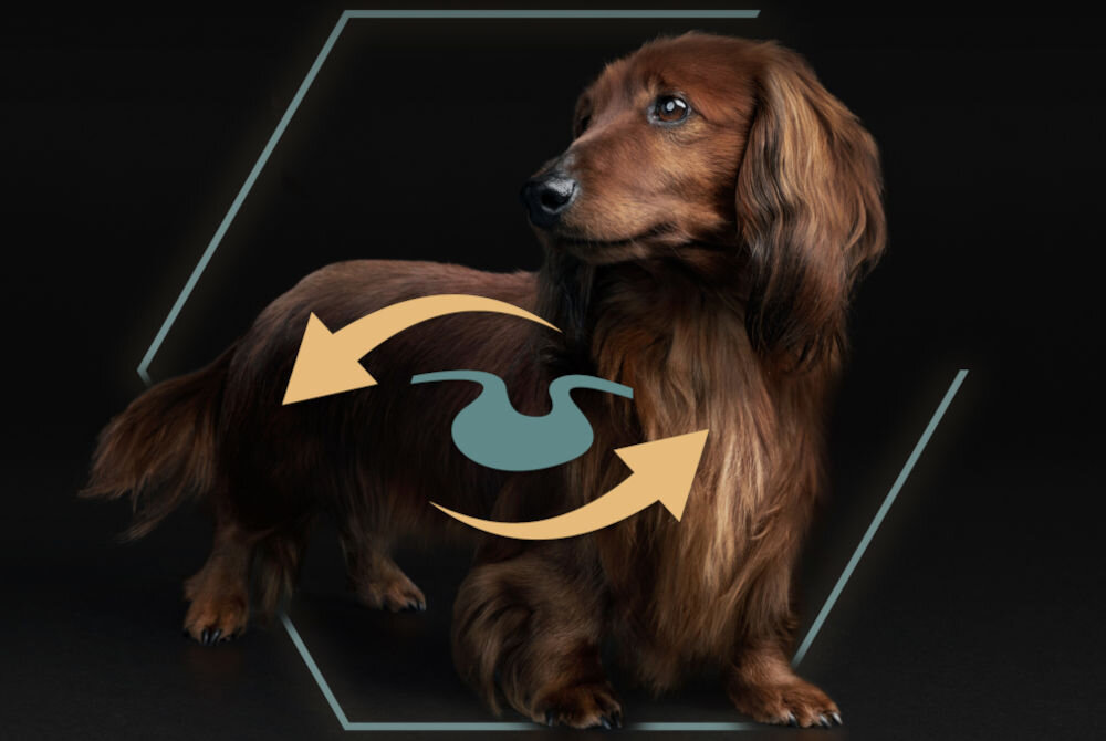Karma dla psa PURINA Pro Plan Small & Mini Adult Jagnięcina 3 kg sklad zywienie