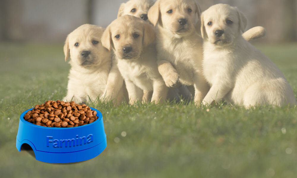 Karma dla psa FARMINA Ecopet Natural Puppy Maxi Kurczak 12 kg naturalne składniki wielkość krokietów