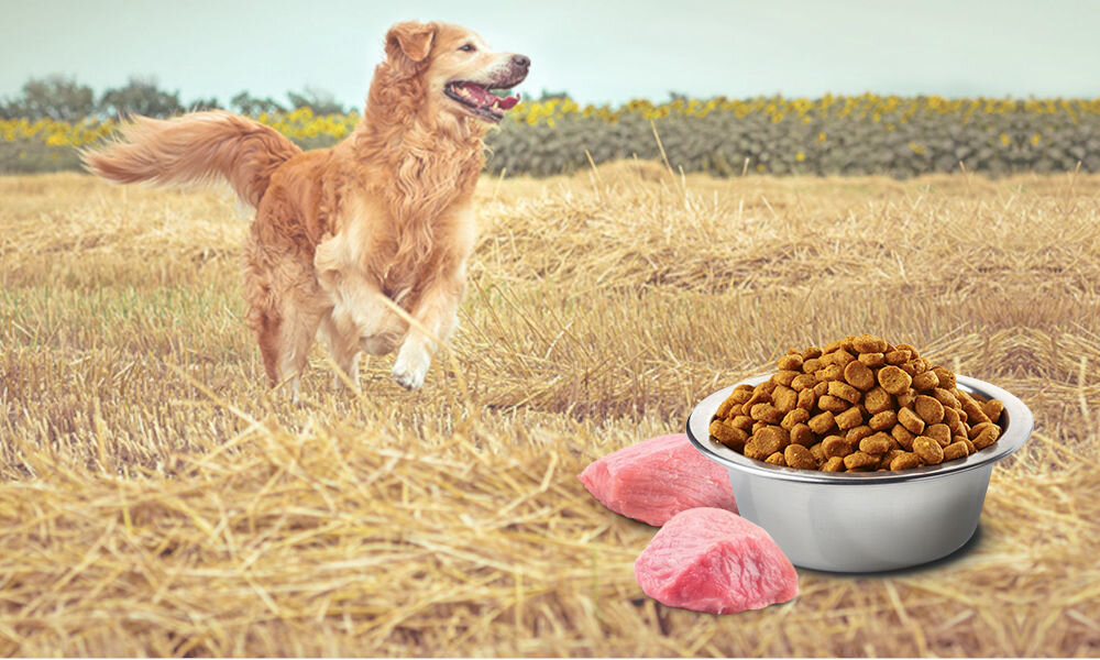 Karma dla psa FARMINA N&D Puppy Jagnięcina z dynią i borówką 2,5 kg witaminy pierwiastki aminokwasy