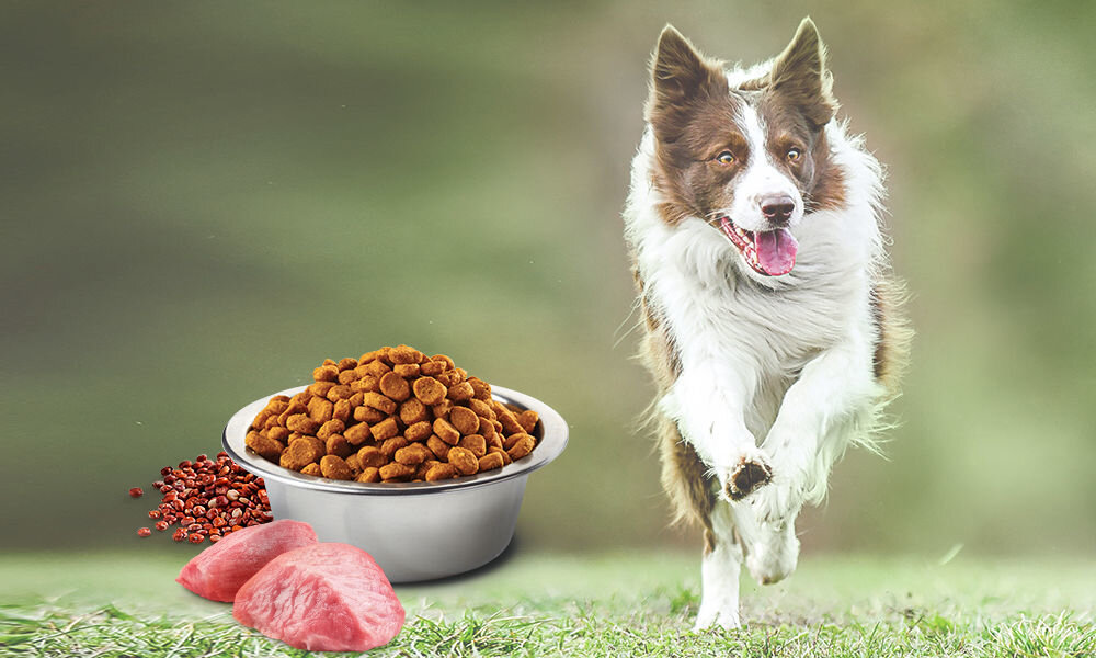 Karma dla psa Karma dla psa FARMINA N&D Quinoa Digestion Jagnięcina & Koper włoski 2,5 kg naturalne składniki wielkość krokietów