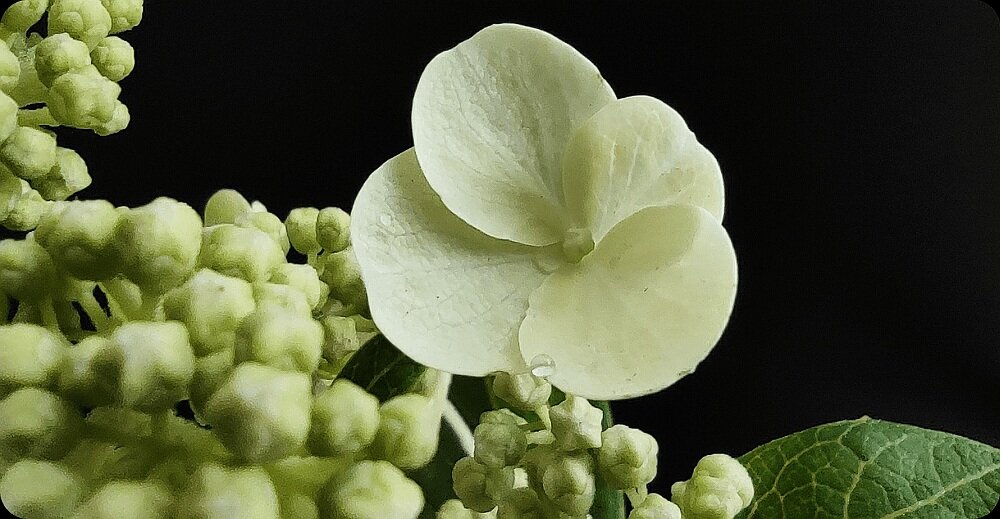 Smartfon XIAOMI Mi 10T Lite 5G makro tryby obiektywy zwolnione tempo 