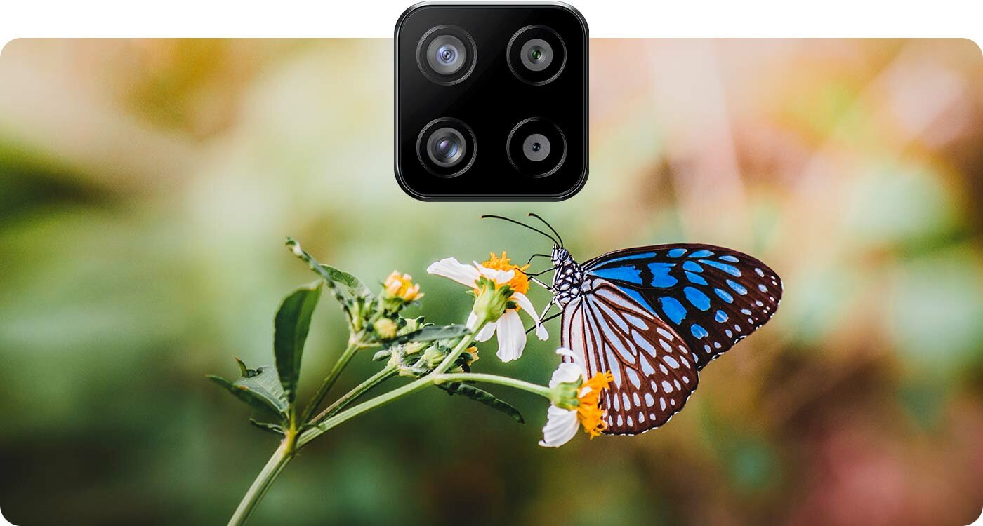 Kolorowy motyl siedzący na kwiatku Kolorowy motyl siedzący na kwiatku