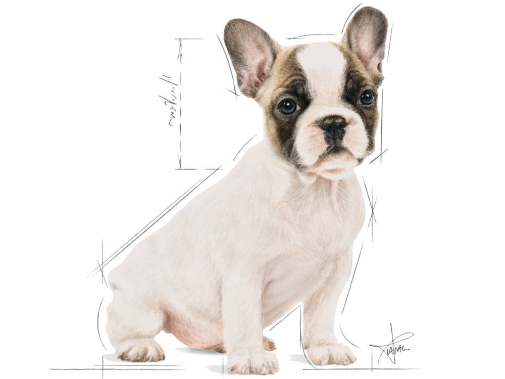 Karma dla psa ROYAL CANIN French Bulldog Puppy Drób 10 kg naturalne składniki grafika ze szczenięciem buldoga francuskiego