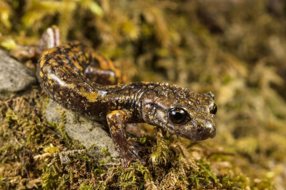 Obiektyw Laowa CA-Dreamer 100 mm f/2,8 Macro 2:1 zdjęcie przykładowe