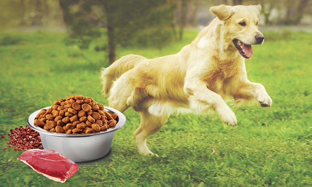 Karma dla psa FARMINA N&D Quinoa Kaczka z kokosem i kurkumą 2,5 kg witaminy pierwiastki aminokwasy