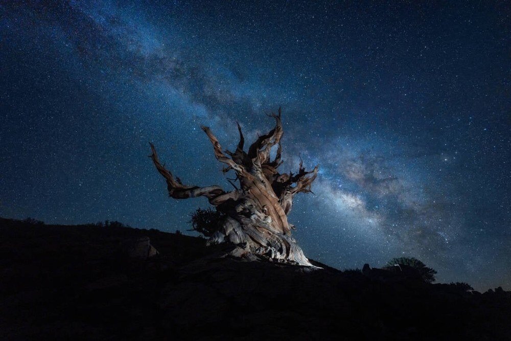 Obiektyw NIKON Nikkor 14-24 mm f-2.8 S zdjęcie uschniętego drzewa na tle nocnego nieba