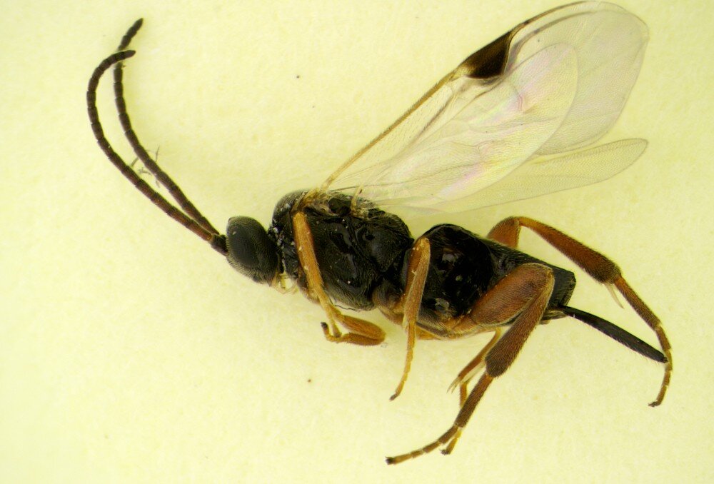 Mikroskop DELTA OPTICAL Discovery 20 rozbudowa