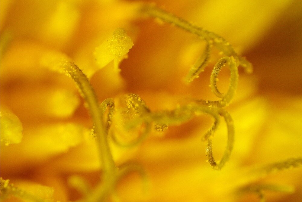 Mikroskop DELTA OPTICAL Discovery 20 Wszechstronność