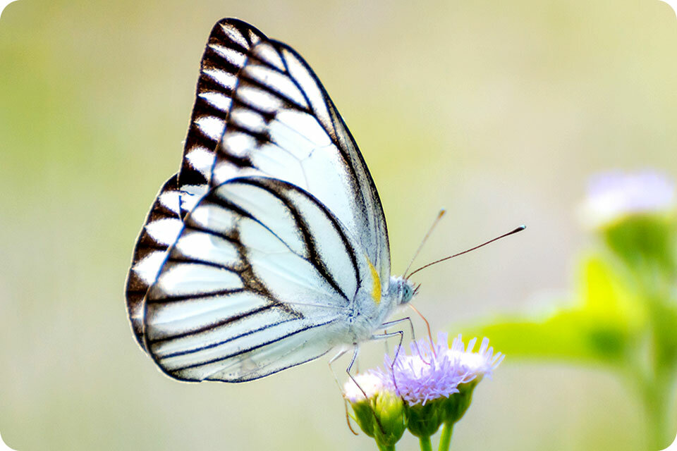 phpDgo81u Makro aparat phpDgo81u Makro aparat