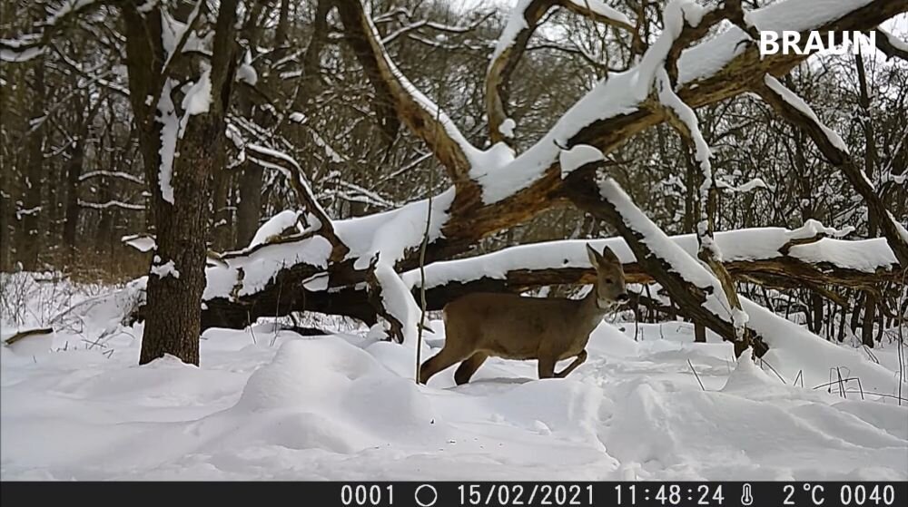 Fotopułapka BRAUN Scouting Cam Black 1300 zwierzęta polowanie czujnik rozdzielczość bateria zasilanie montaż czuwanie obudowa