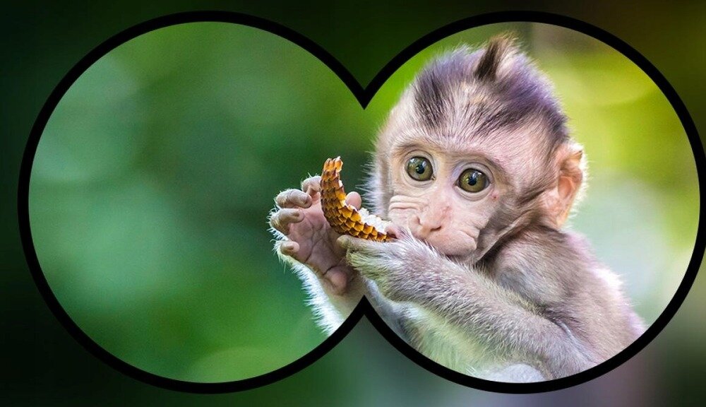 Obraz przedstawia młodego małpę trzymającą w dłoniach kawałek owocu, widzianą przez obiektyw lornetki. Tło jest rozmyte, zielone, co sugeruje naturalne otoczenie.