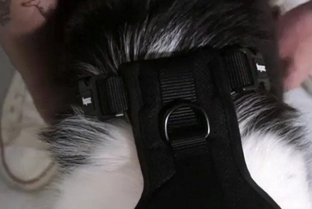 Szelki ZEE DOG Prisma Air Mesh M Wielokolorowy Regulacja i dopasowanie wygoda swoboda możliwości