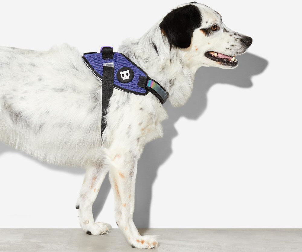 Szelki ZEE DOG Wicked Fly Harness XL Fioletowy Dla Twojego pupila wygląd prezentacja szelki na psie