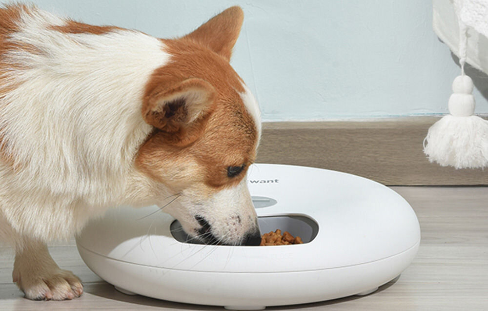 Dozownik karmy PETWANT F6 pies corgi jedzący karmę z dozownika