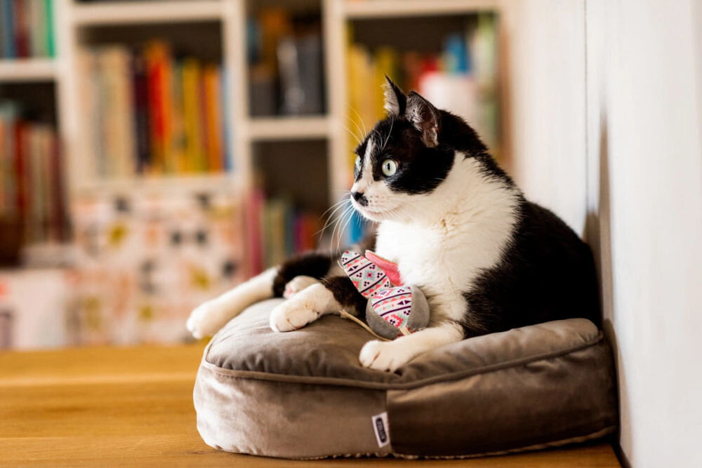 Legowisko dla kota ZOLUX Chambord z welurem 290 g/m2 wymiary 50 x 35 x 15 cm Czarno-biały kot leży na małej poduszce dla kota, trzymając w łapach zabawkę w kształcie zająca. W tle widać półki z kolorowymi książkami.