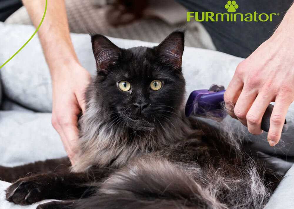 Szczotka FURMINATOR FUR151357 Czarno-fioletowy dla pupila leżący kot ręka trzyma kota druga ręka trzyma fioletową szczotkę i czesze kota czarna sierść