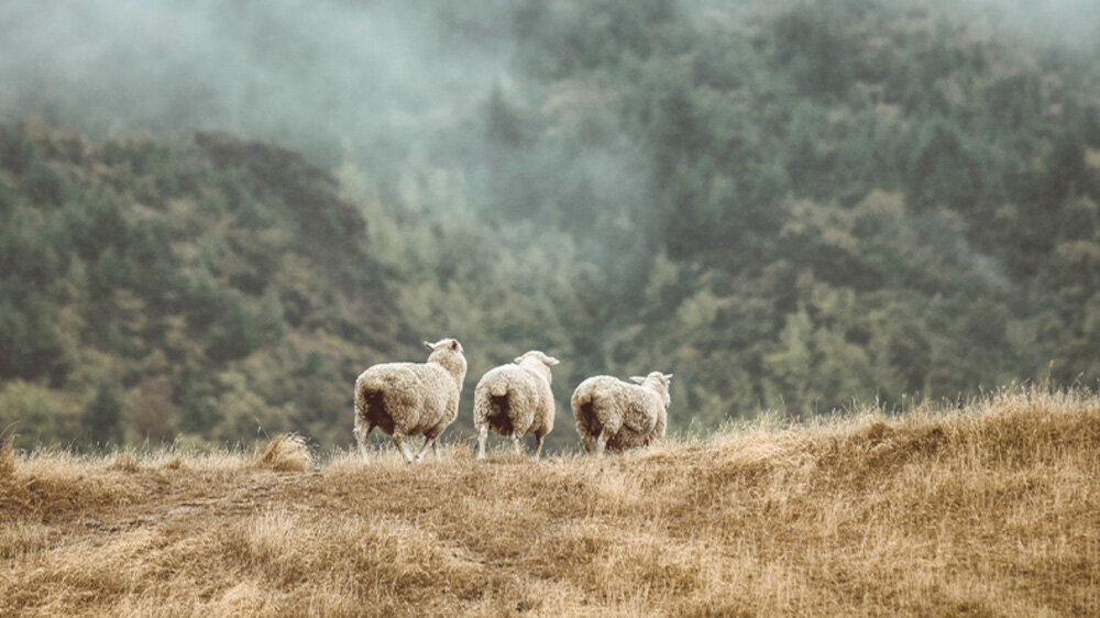 Radioodtwarzacz PURE Evoke Home  - wykonanie