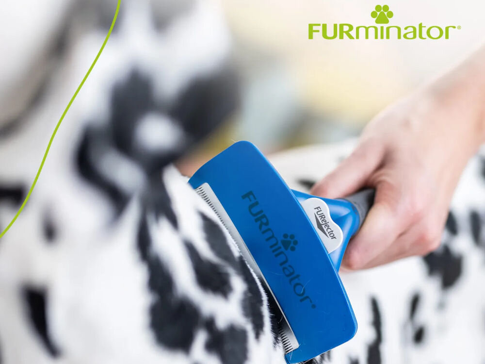 Szczotka FURMINATOR FUR151203 Czarno-niebieski dla pupila ręka trzymająca niebieską szczotkę czesząca pupila sierść biała sierść w czarne cętki