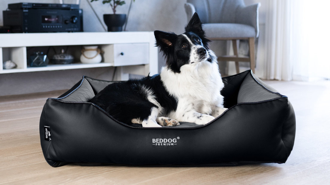 Legowisko dla psa BEDDOG Buffy The Rock Ortopedyczne XXL Czarno-szary wygląd design prezentacja wizualizacja leżący pies