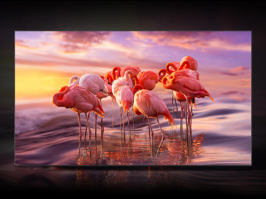phpnmrmrd pl-feature-a-billion-shades-of-color-with-quantum-dot-531142041 Telewizor QLED wyświetla stado flamingów w wodzie, by zademonstrować perfekcyjne cieniowanie kolorów w technologii Quantum Dot. Q70BATXXH