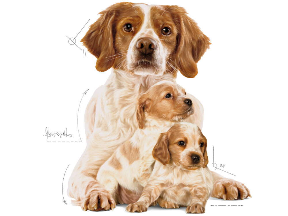 Karma dla psa ROYAL CANIN SHN Mini Starter M&B 8 kg skład karmy grafika z suczką i szczenięciem spaniela