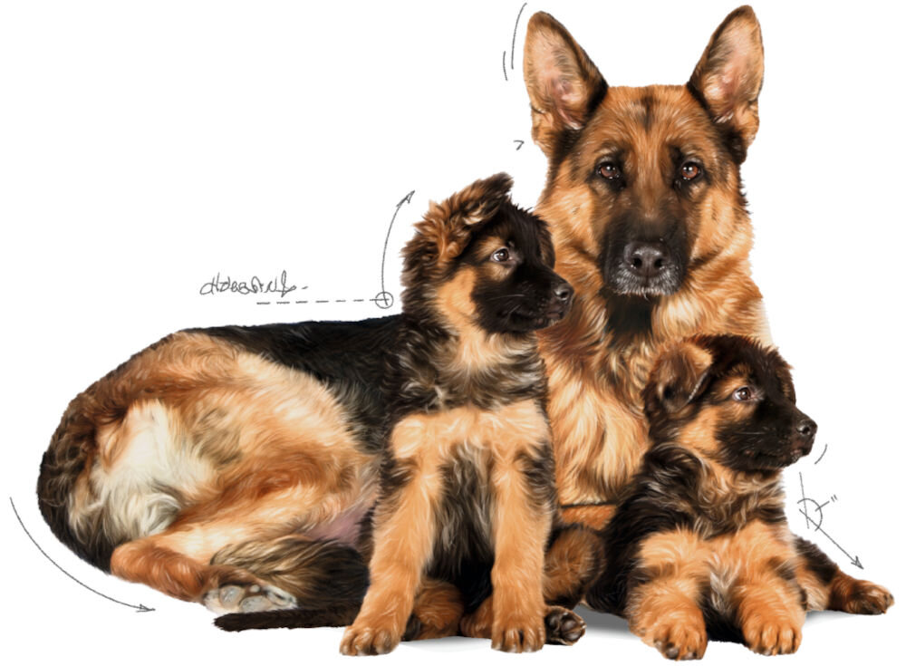 Karma dla psa ROYAL CANIN SHN Mini Starter M&B 8 kg zalecenia żywieniowe grafika z suczką i szczeniętami owczarka niemieckiego