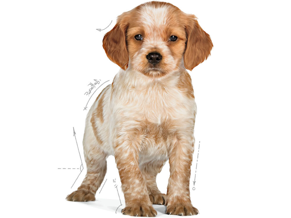 Karma dla psa ROYAL CANIN SHN Mini Starter M&B 8 kg zalecenia żywieniowe grafika ze szczenię średniej rasy