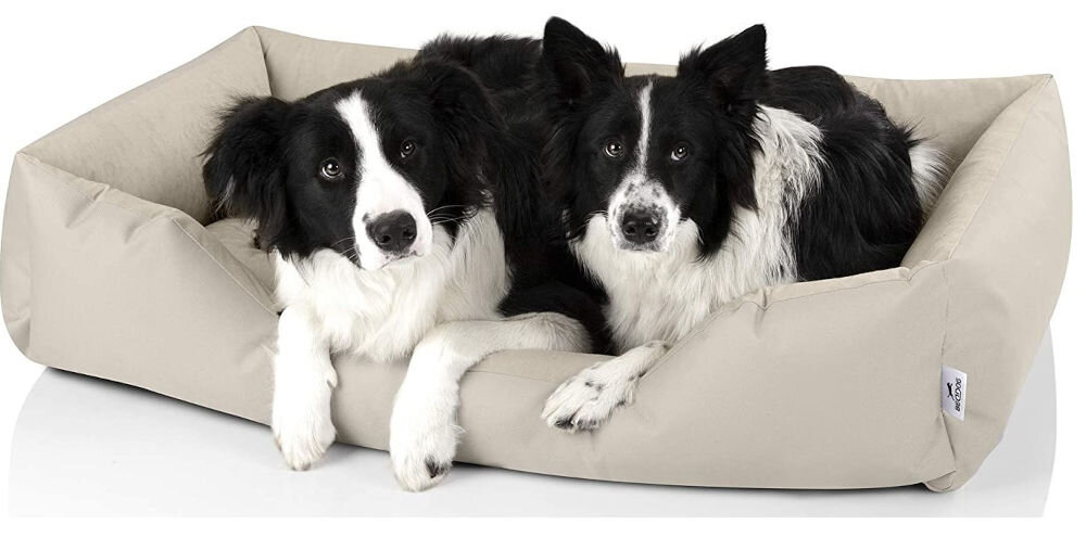 Legowisko dla psa BEDDOG Zara XXL bezowy Zbliżenie na dwa psy rasy Border Collie leżące w beżowym, prostokątnym legowisku. Psy mają czarno-białe futro i patrzą wprost na widza. Są ciasno wtulone w legowisko. Widoczny jest mały, prostokątny emblemat z napisem przy prawym dolnym rogu legowiska. Tło jest jednolicie białe.