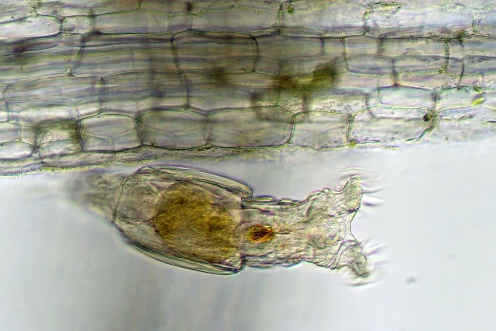 Mikroskop Delta Optical ProteOne Oświetlenie