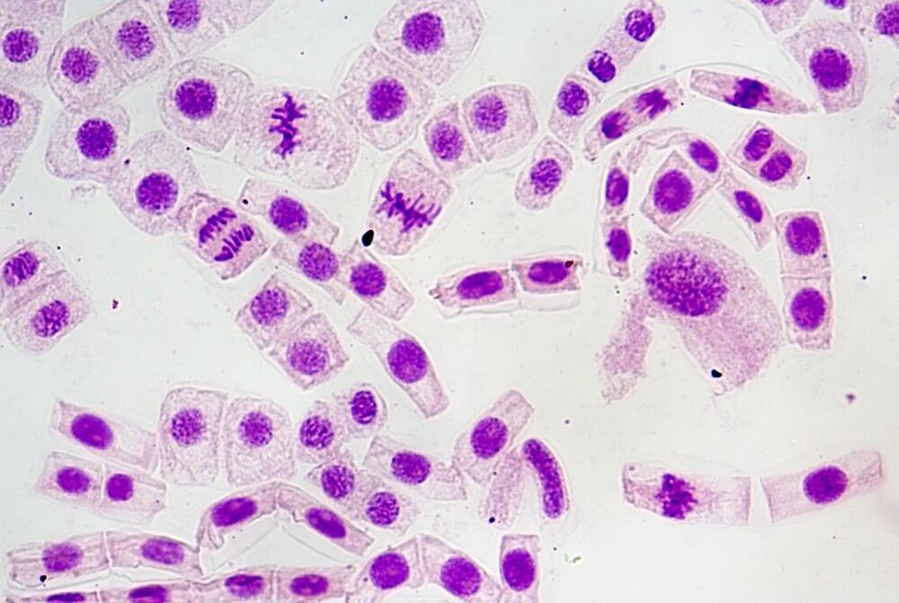 Mikroskop Delta Optical ProteOne głowica