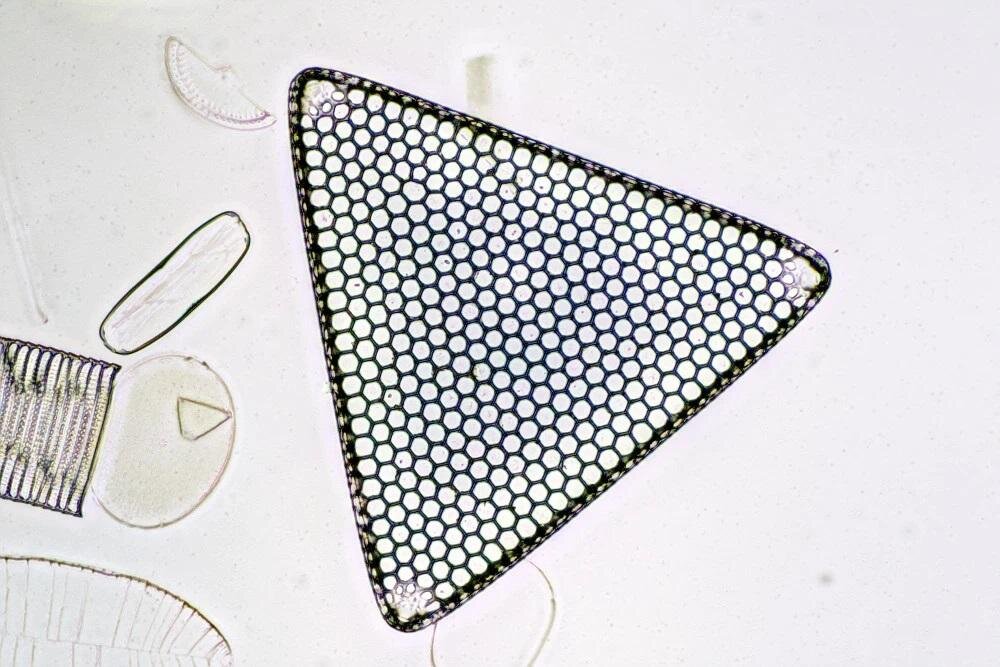Mikroskop Delta Optical ProteOne Blokada