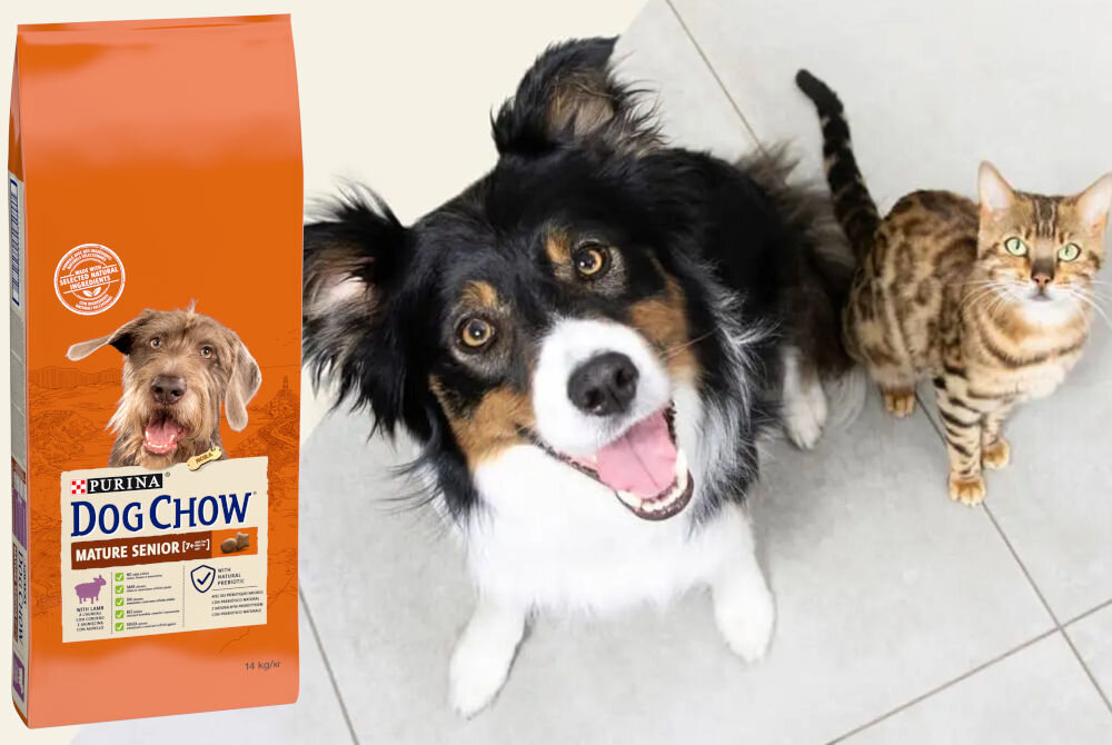 Karma dla psa PURINA Dog Chow Mature Senior z Jagnięciną 14 kg witaminy zdrowie