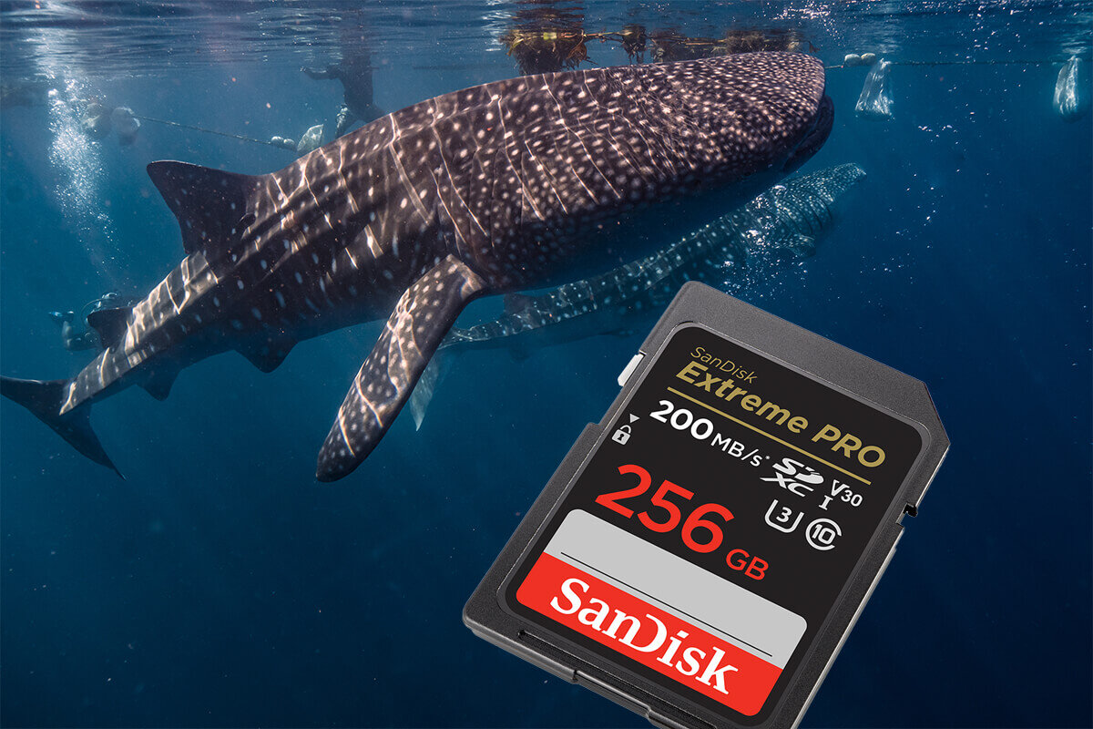 karta sandisk zdjecie lifestyle