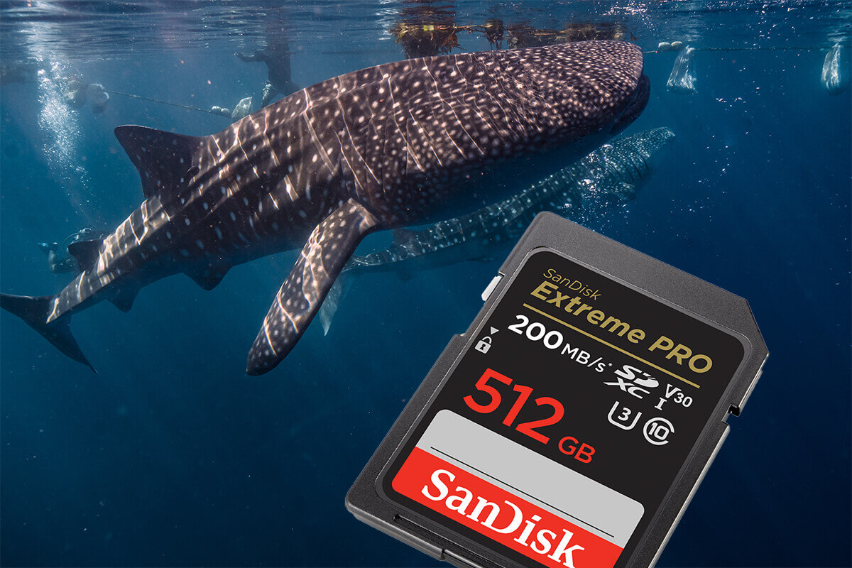 karta sandisk zdjecie lifestyle