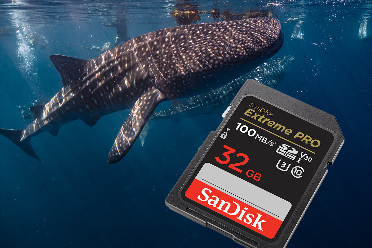 karta sandisk zdjecie lifestyle