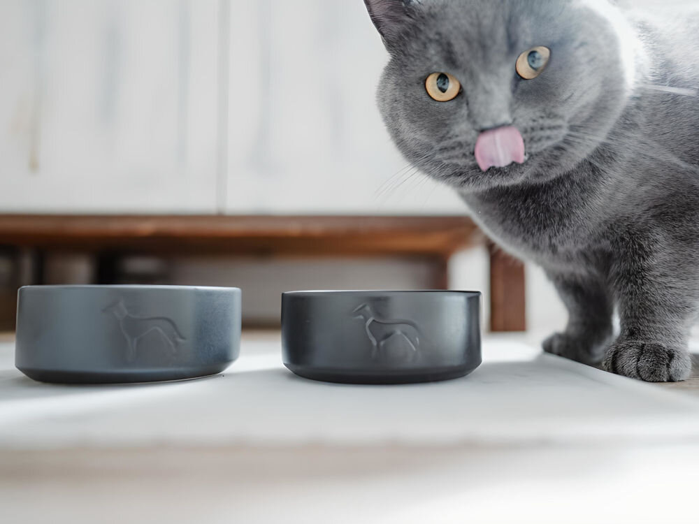 Miska ceramiczna dla psa HUNTER Osby 68982 Antracytowy, antypoślizgowa podstawa z silikonu, stabilna i ciężka konstrukcja zapobiegająca przesuwaniu - Na zdjęciu znajdują się dwie antracytowe miski z wytłoczonym wizerunkiem psa, ustawione na jasnej powierzchni. Obok misek stoi szary kot z wyciągniętym językiem