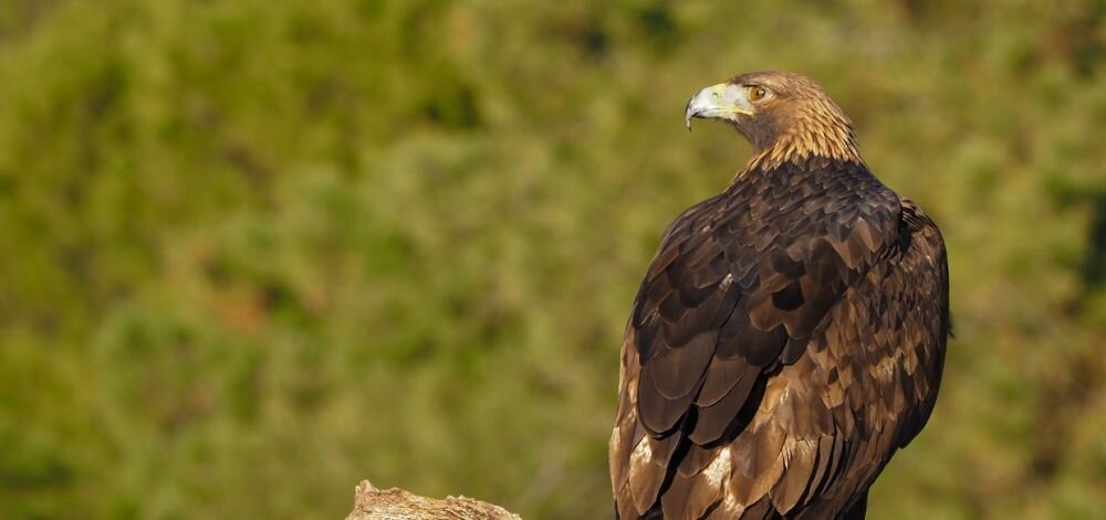 Obiektyw OLYMPUS M.Zuiko Digital EZ-M 40-150 F4.0 Pro  ogniskowa przysłona ostrość pierścienie optyka soczewki powłoki montaż bagnet światło jasność zoom filtry waga