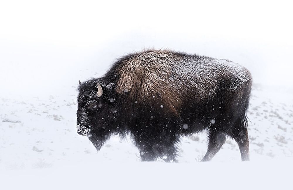 Obiektyw OLYMPUS M.Zuiko Digital EZ-M 40-150 F4.0 Pro  ogniskowa przysłona ostrość pierścienie optyka soczewki powłoki montaż bagnet światło jasność zoom filtry waga