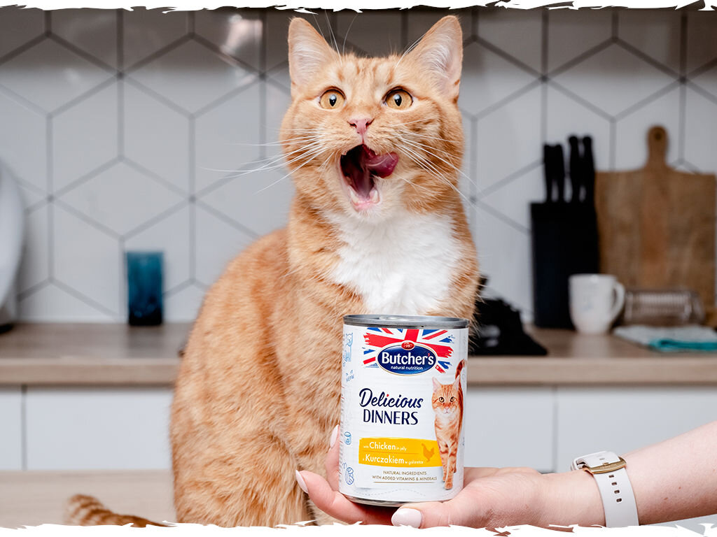 butchers delicious dinners kot grafika czwarta 400g