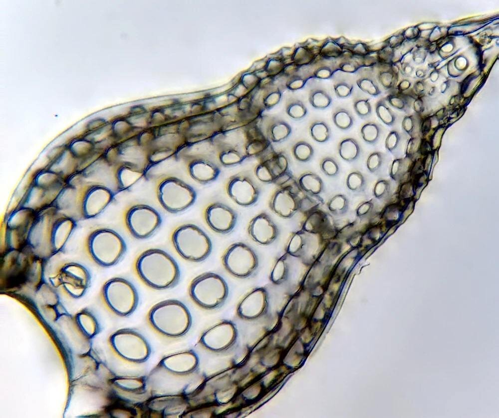 Mikroskop DELTA OPTICAL Genetic Trino głowica