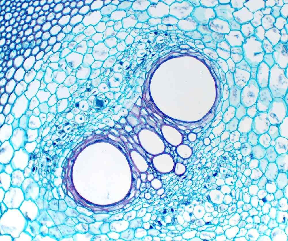 Mikroskop DELTA OPTICAL Genetic Bino cechy