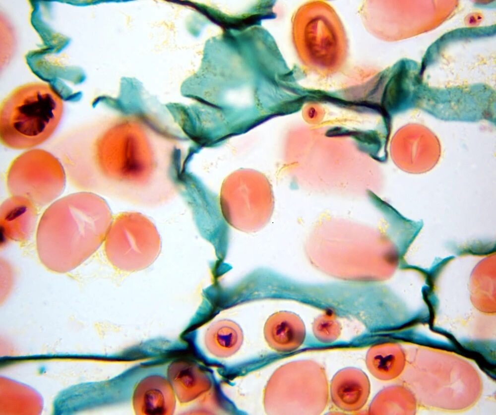 Mikroskop DELTA OPTICAL Genetic Bino